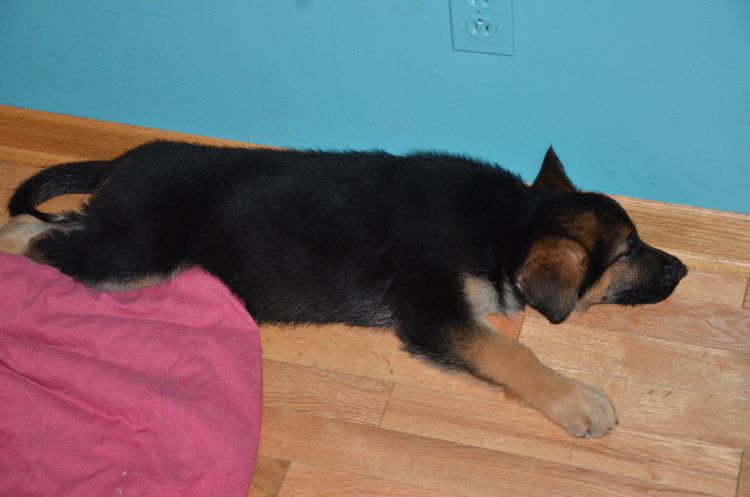 Chiots Berger allemand a Roxy , Le départ !