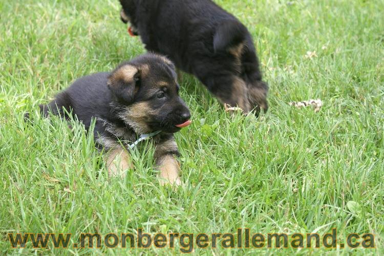 Les chiots berger allemand a Kenya 11 Juillet 2011