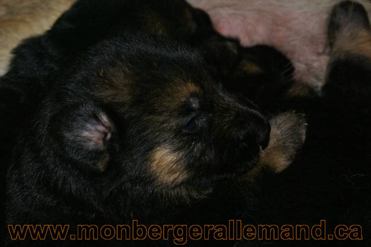 Les chiots a Roxy Il reste 2 chiots disponible sur cette portée