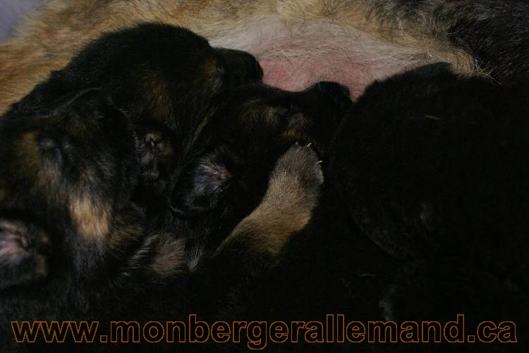 Les chiots a Roxy Il reste 2 chiots disponible sur cette portée