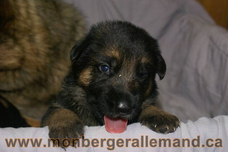 Les chiots a Roxy Il reste 2 chiots disponible sur cette portée