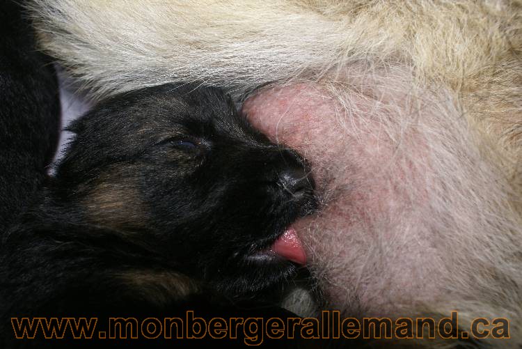 Les chiots a Roxy Il reste 2 chiots disponible sur cette portée