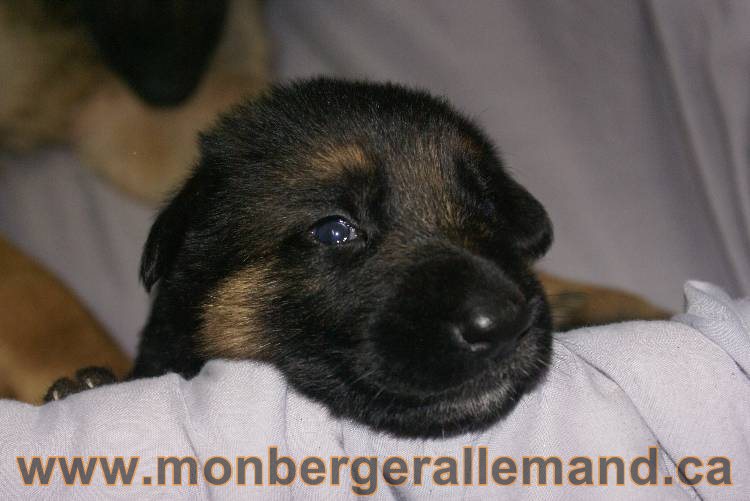 Les chiots a Roxy Il reste 2 chiots disponible sur cette portée