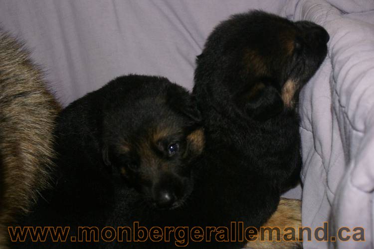 Les chiots a Roxy Il reste 2 chiots disponible sur cette portée