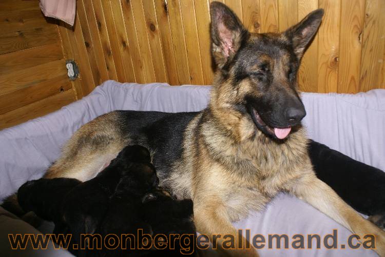 Les chiots a Roxy Il reste 2 chiots disponible sur cette portée