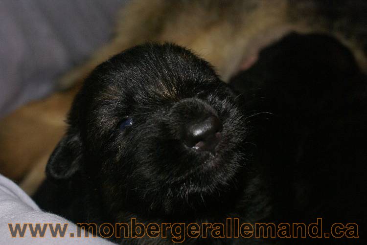 Les chiots a Roxy Il reste 2 chiots disponible sur cette portée