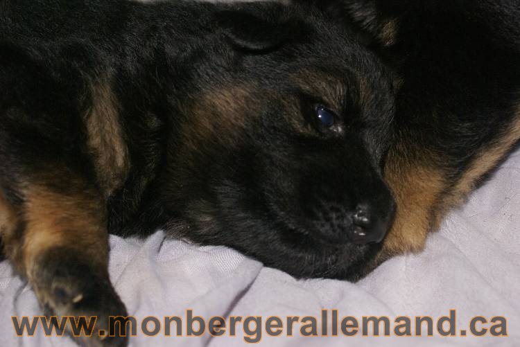 Les chiots a Roxy Il reste 2 chiots disponible sur cette portée