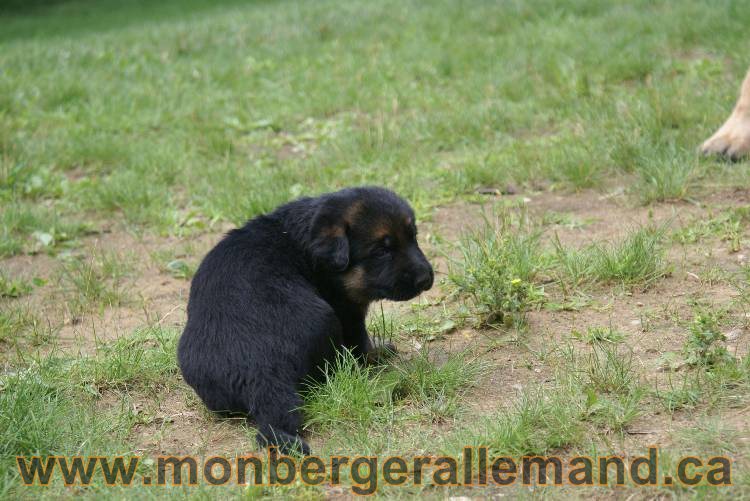 Les chiots a Roxy Il reste 2 chiots disponible sur cette portée