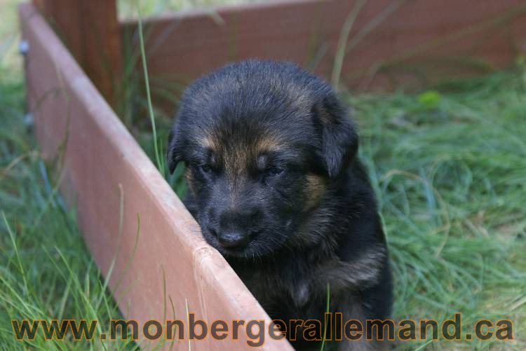 Les chiots a Roxy Il reste 2 chiots disponible sur cette portée