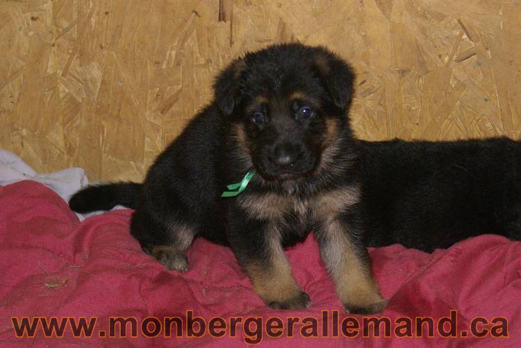 Les chiots le 15 juillet 2011