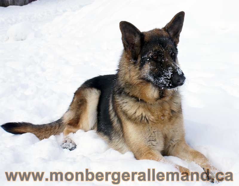 Berger allemand 2011 - OPutaouais, Laurentides, de Montreal a sherbrooke, de l'estrie a la monteregie Québec, Canada