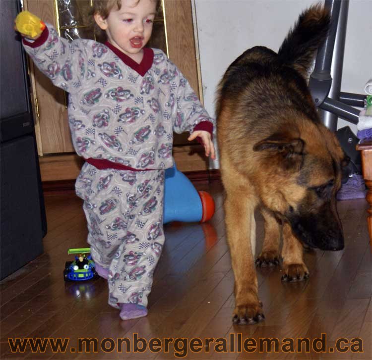 Berger allemand 2011 - OPutaouais, Laurentides, de Montreal a sherbrooke, de l'estrie a la monteregie Québec, Canada