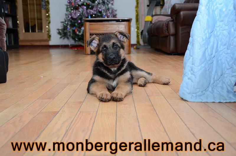 Chiot a Kenya & Vidal - 16 Aout 2011