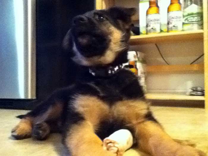 Enzo chiot Male berger allemand -