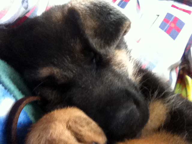 Enzo chiot Male berger allemand -