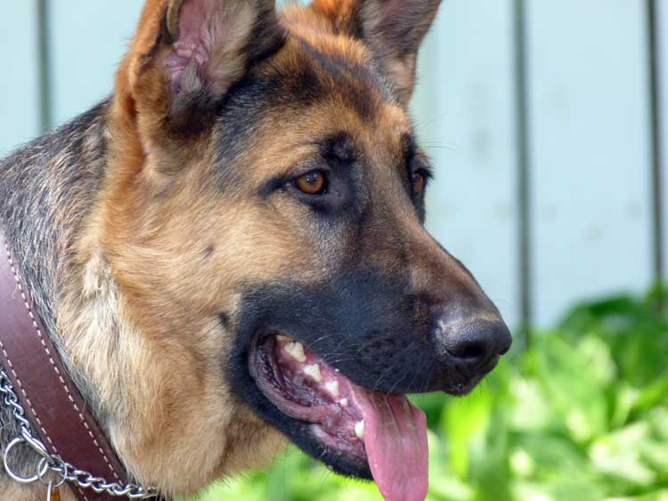 Flic - Né en 2010 il est dans la région de