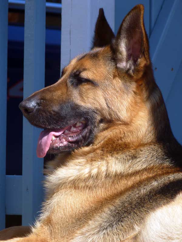 Le superbe "Flic" 2012 mars de Bedford dans les cantons de l'est en Estrie